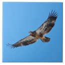 Search for eagle tiles Nature
