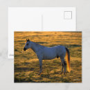 Search for backlit postcards Arab