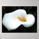 Search for calla lilly posters Floral