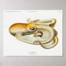Search for vintage octopus posters Ocean