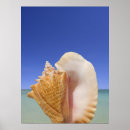 Search for seashore posters Conch shell