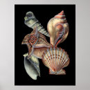 Search for creatures posters Sand dollar