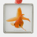 Search for goldfish christmas tree decorations Swimming