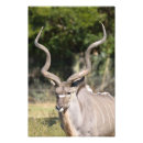 Search for antelope africa posters Wildlife