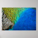 Search for peacock feather posters Nature