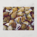 Search for conch shell postcards Seashells