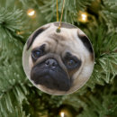 Search for pugnacious Pug dog