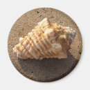 Search for pictures of shells magnets Sand