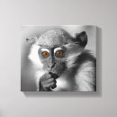 Search for monkey pictures Primate