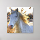 Search for beautiful white horse art Photography