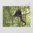 Search for capuchin postcards Costa