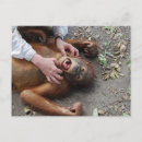 Search for funny movie postcards Animal