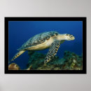 Search for hawksbill posters Underwater