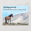 Search for mustangs postcards Wild horse