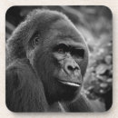Search for ape photography Primates