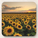 Search for sunflower cork coasters Plant