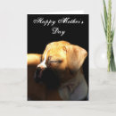 Search for boxer mom cards Dog