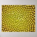 Search for sunflower seed posters Summer