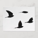 Search for cuckoo Silhouette