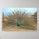 Search for displaying posters Peacock