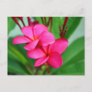Search for frangipani postcards Pink