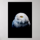Search for abstract owl art Nature