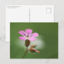 Search for blüte postcards Blossom
