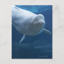 Search for beluga postcards Animal