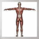 Search for bicep posters Arm