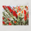 Search for painful postcards Nature