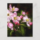 Search for apple blossoms postcards Blooms