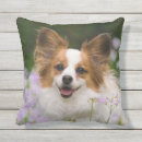 Search for papillon cushions Butterfly dog