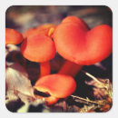 Search for fungi stickers Nature