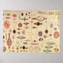 Search for tiffany posters School