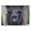Search for llama photography Cute