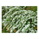 Search for shrub posters Bloom