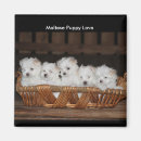 Search for basket magnets White