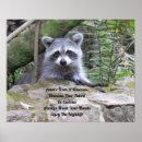 Search for funny raccoon posters Cute