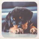 Search for adorable coasters Puppy