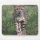 Search for cheetah mousepads Photography