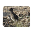 Search for desert bird magnets Roadrunner
