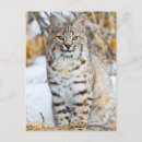Search for bobcat postcards Snow
