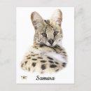 Search for serval postcards Spots