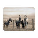 Search for quarter magnets Horse