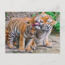 Search for cute baby animals postcards Big cat