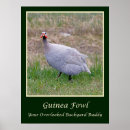 Search for guinea fowl decor Chickens