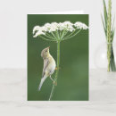 Search for willow cards Bird