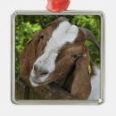 Search for meat christmas tree decorations Livestock