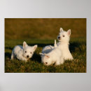 Search for westie art Puppy
