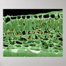 Search for electron micrography posters Imaging